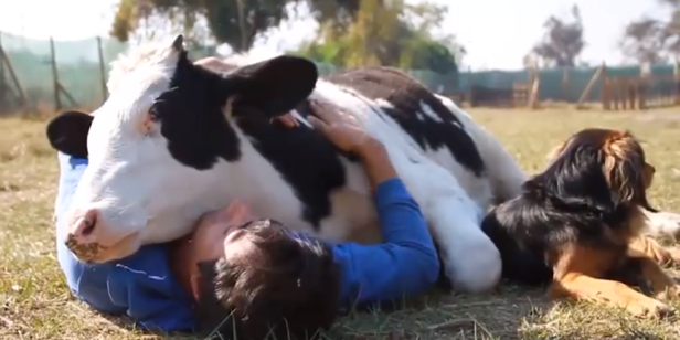 landscape-1432838269-cow