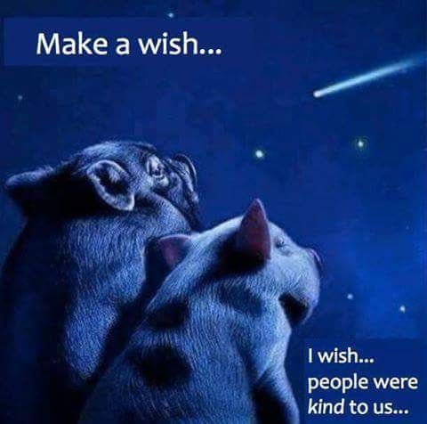 FB_IMG_1531787122831