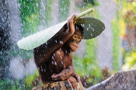 rain-monkey-cute-animal-photography-KB795-living-room-home-wall-modern-art-decor-wood-frame-fabric.jpg_640x640